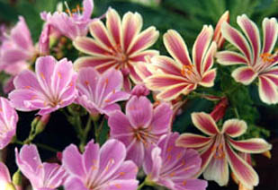 Lewisia cotyledon 'Sunset strain'